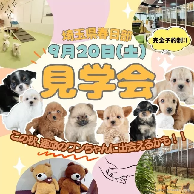チワックス(チワワ×ダックスフンド)【埼玉県・男の子・2025年5月