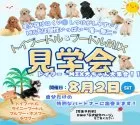 ポメラニアン【埼玉県・男の子・2025年4月13日・オレンジセーブル】の写真2「トイプー・プードルMIX限定の見学会開催🎉お迎えを考えているなら、今回参加しないのはもったいない！」