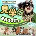 ポメラニアン【埼玉県・女の子・2025年5月15日・ホワイト&クリーム】の写真2「たくさんのワンちゃんを一度に見られるのは見学会だけ！✨この機会をお見逃しなく🔍」