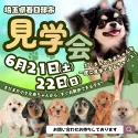トイプードル(トイ)【埼玉県・男の子・2025年2月22日・ブラック】の写真2「週末連日開催🎉たくさんのワンちゃんを一度に見られるのは見学会だけ！✨この機会をお見逃しなく🔍」