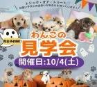 チワワ(ロング)【埼玉県・女の子・2025年8月7日・ブラックタン&ホワイト】の写真2「【完全予約制】見学会への参加のご希望は「この子犬の見学希望/問い合わせ」から🐶💕」