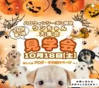 トイプードル(トイ)【埼玉県・男の子・2025年8月24日・レッド】の写真2「🎃10月も開催📣一度にたくさんの子犬を見学できる”見学会”🎃✨」