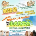 チワワ(ロング)【埼玉県・女の子・2025年6月21日・ブラックタン&ホワイト】の写真2「🍆お盆期間限定🥒特別イベントWeek！🎉相談会＆見学会開催📣📣」