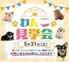 ミニチュアダックスフンド(ロング)【埼玉県・男の子・2025年4月5日・シルバーダップル】の写真2「40頭以上ワンちゃんを見られるのは見学会だけ！✨この機会をお見逃しなく🔍」