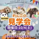 タイニープードル【埼玉県・男の子・2025年7月30日・アプリコット】の写真2「🎃10月も開催📣一度にたくさんの子犬を見学できる”見学会”🎃✨」