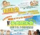 ミニチュアダックスフンド(ロング)【埼玉県・男の子・2025年4月13日・ブラック&タン】の写真2「🍆お盆期間限定🥒特別イベントWeek！🎉相談会＆見学会開催📣📣」