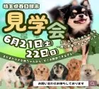 チワワ(ロング)【埼玉県・女の子・2025年4月26日・フォーン】の写真2「週末連日開催🎉たくさんのワンちゃんを一度に見られるのは見学会だけ！✨この機会をお見逃しなく🔍」