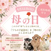 マルプー(マルチーズ×トイプードル)【埼玉県・女の子・2025年2月23日・アプリコット】の写真2「母の日にご成約頂くと、「ワンちゃん用品カタログギフト」プレゼント！🎉」