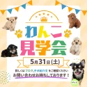 チワプー(チワワ×トイプードル)【埼玉県・女の子・2025年3月31日・クリーム】の写真2「40頭以上ワンちゃんを見られるのは見学会だけ！✨この機会をお見逃しなく🔍」