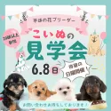トイプードル(トイ)【埼玉県・女の子・2025年4月10日・レッド】の写真2「日曜開催🌟たくさんのワンちゃんを一度に見られるのは見学会だけ！✨この機会をお見逃しなく🔍」