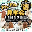 タイニープードル【埼玉県・女の子・2025年9月21日・レッド】の写真2「🐶大好評につき11月も開催📣一度にたくさんの子犬を見学できる”見学会”🐶」