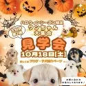 ポメラニアン【埼玉県・男の子・2025年8月4日・クリームセーブル】の写真2「🎃10月も開催📣一度にたくさんの子犬を見学できる”見学会”🎃✨」