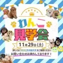 タイニープードル【埼玉県・男の子・2025年9月21日・レッド】の写真2「🐶11月ラスト📣一度にたくさんの子犬を見学できる”見学会”🐶」