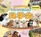 マルプー(マルチーズ×トイプードル)【埼玉県・女の子・2025年8月4日・アプリコット】の写真2「【完全予約制】見学会への参加のご希望は「この子犬の見学希望/問い合わせ」から🐶💕」