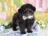 ポメプー(ポメラニアン×トイプードル)【埼玉県・男の子・2025年1月21日・ブラック】の写真3「🐶全頭総額表示で安心💖接種済ワクチン代・マイクロチップ代・健康診断が込みの価格です!!☺」
