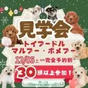 カニンヘンダックスフンド(ロング)【埼玉県・女の子・2025年10月12日・ブラックタン】の写真2「今回はトイプー＆プードルMIX限定📣たくさんのワンちゃんを一度に見られるのは見学会だけ！✨」