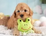 トイプードル(トイ)【埼玉県・女の子・2025年4月1日・アプリコット】の写真3「🐶全頭総額表示で安心💖接種済ワクチン代・マイクロチップ代・健康診断が込みの価格です!!☺」