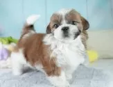 シーズー【埼玉県・女の子・2025年6月2日・ゴールド&ホワイト】の写真3「🐶全頭総額表示で安心💖接種済ワクチン代・マイクロチップ代・健康診断が込みの価格です!!☺」