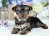 ヨークシャーテリア【埼玉県・男の子・2025年5月14日・スティールブルー&タン】の写真3「🐶全頭総額表示で安心💖接種済ワクチン代・マイクロチップ代・健康診断が込みの価格です!!☺」