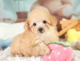 タイニープードル【埼玉県・男の子・2025年7月30日・アプリコット】の写真3「🐶全頭総額表示で安心💖接種済ワクチン代・マイクロチップ代・健康診断が込みの価格です!!☺」