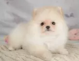 ポメラニアン【埼玉県・女の子・2025年5月15日・クリーム】の写真3「🐶全頭総額表示で安心💖接種済ワクチン代・マイクロチップ代・健康診断が込みの価格です!!☺」