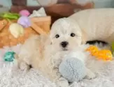 マルプー(マルチーズ×トイプードル)【埼玉県・男の子・2025年8月4日・クリーム】の写真3「🐶全頭総額表示で安心💖接種済ワクチン代・マイクロチップ代・健康診断が込みの価格です!!☺」