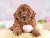 トイプードル(トイ)【埼玉県・女の子・2025年7月28日・レッド】の写真3「🐶全頭総額表示で安心💖接種済ワクチン代・マイクロチップ代・健康診断が込みの価格です!!☺」