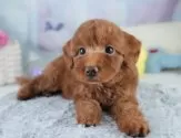 トイプードル(トイ)【埼玉県・女の子・2025年6月27日・レッド】の写真3「🐶全頭総額表示で安心💖接種済ワクチン代・マイクロチップ代・健康診断が込みの価格です!!☺」