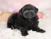 ポメプー(ポメラニアン×トイプードル)【埼玉県・女の子・2025年5月24日・ブラック】の写真3「🐶全頭総額表示で安心💖接種済ワクチン代・マイクロチップ代・健康診断が込みの価格です!!☺」