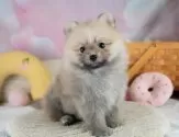 ポメラニアン【埼玉県・女の子・2025年7月12日・オレンジセーブル】の写真3「🐶全頭総額表示で安心💖接種済ワクチン代・マイクロチップ代・健康診断が込みの価格です!!☺」
