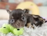 チワワ(ロング)【埼玉県・男の子・2025年6月21日・チョコレートタン】の写真3「🐶全頭総額表示で安心💖接種済ワクチン代・マイクロチップ代・健康診断が込みの価格です!!☺」