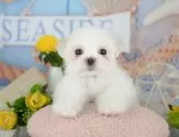 マルチーズ【埼玉県・男の子・2025年5月26日・ホワイト】の写真3「🐶全頭総額表示で安心💖接種済ワクチン代・マイクロチップ代・健康診断が込みの価格です!!☺」