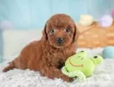 トイプードル(トイ)【埼玉県・男の子・2025年7月27日・レッド】の写真3「🐶全頭総額表示で安心💖接種済ワクチン代・マイクロチップ代・健康診断が込みの価格です!!☺」