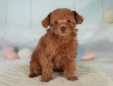トイプードル(トイ)【埼玉県・女の子・2025年5月18日・レッド】の写真3「🐶全頭総額表示で安心💖接種済ワクチン代・マイクロチップ代・健康診断が込みの価格です!!☺」
