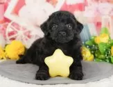 トイプードル(トイ)【埼玉県・男の子・2025年2月22日・ブラック】の写真3「🐶全頭総額表示で安心💖接種済ワクチン代・マイクロチップ代・健康診断が込みの価格です!!☺」