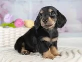 ミニチュアダックスフンド(ロング)【埼玉県・女の子・2025年4月5日・ブラックタン】の写真3「🐶全頭総額表示で安心💖接種済ワクチン代・マイクロチップ代・健康診断が込みの価格です!!☺」