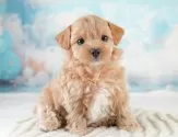 チワプー(チワワ×トイプードル)【埼玉県・女の子・2025年3月31日・クリーム】の写真3「🐶全頭総額表示で安心💖接種済ワクチン代・マイクロチップ代・健康診断が込みの価格です!!☺」