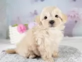マルプー(マルチーズ×トイプードル)【埼玉県・男の子・2025年5月3日・クリーム】の写真3「🐶全頭総額表示で安心💖接種済ワクチン代・マイクロチップ代・健康診断が込みの価格です!!☺」
