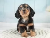 ミニチュアダックスフンド(ロング)【埼玉県・男の子・2025年4月5日・シルバーダップル】の写真3「🐶全頭総額表示で安心💖接種済ワクチン代・マイクロチップ代・健康診断が込みの価格です!!☺」