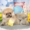 ポメラニアン【埼玉県・女の子・2025年3月2日・オレンジ】の写真3「🐶全頭総額表示で安心💖接種済ワクチン代・マイクロチップ代・健康診断が込みの価格です!!☺」
