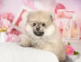 ポメラニアン【埼玉県・女の子・2025年3月2日・オレンジ】の写真3「🐶全頭総額表示で安心💖接種済ワクチン代・マイクロチップ代・健康診断が込みの価格です!!☺」