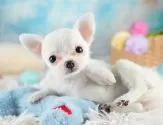 チワワ(ロング)【埼玉県・女の子・2025年8月7日・クリームホワイト】の写真3「🐶全頭総額表示で安心💖接種済ワクチン代・マイクロチップ代・健康診断が込みの価格です!!☺」