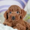 トイプードル(トイ)【埼玉県・男の子・2025年4月9日・レッド】の写真3「🐶全頭総額表示で安心💖接種済ワクチン代・マイクロチップ代・健康診断が込みの価格です!!☺」
