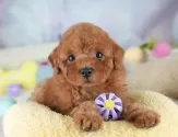 トイプードル(トイ)【埼玉県・女の子・2025年7月28日・レッド】の写真3「🐶全頭総額表示で安心💖接種済ワクチン代・マイクロチップ代・健康診断が込みの価格です!!☺」