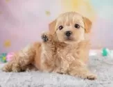 チワプー(チワワ×トイプードル)【埼玉県・女の子・2025年3月31日・クリーム】の写真3「🐶全頭総額表示で安心💖接種済ワクチン代・マイクロチップ代・健康診断が込みの価格です!!☺」