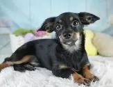 チワックス(チワワ×ダックスフンド)【埼玉県・男の子・2025年2月20日・ブラックタン】の写真3「🐶全頭総額表示で安心💖接種済ワクチン代・マイクロチップ代・健康診断が込みの価格です!!☺」