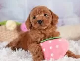 トイプードル(トイ)【埼玉県・女の子・2025年4月5日・レッド】の写真3「🐶全頭総額表示で安心💖接種済ワクチン代・マイクロチップ代・健康診断が込みの価格です!!☺」