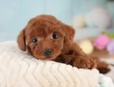 タイニープードル【埼玉県・女の子・2025年4月5日・レッド】の写真3「🐶全頭総額表示で安心💖接種済ワクチン代・マイクロチップ代・健康診断が込みの価格です!!☺」