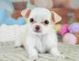 チワワ(ロング)【埼玉県・女の子・2025年6月25日・クリームホワイト】の写真3「🐶全頭総額表示で安心💖接種済ワクチン代・マイクロチップ代・健康診断が込みの価格です!!☺」