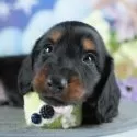ミニチュアダックスフンド(ロング)【埼玉県・男の子・2025年4月13日・ブラック&タン】の写真3「🐶全頭総額表示で安心💖接種済ワクチン代・マイクロチップ代・健康診断が込みの価格です!!☺」